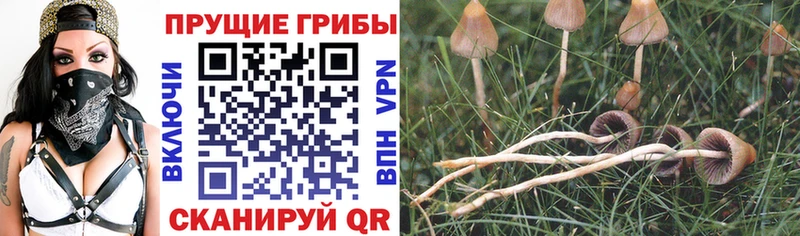 маркетплейс телеграм  Джанкой  Галлюциногенные грибы Psilocybine cubensis 